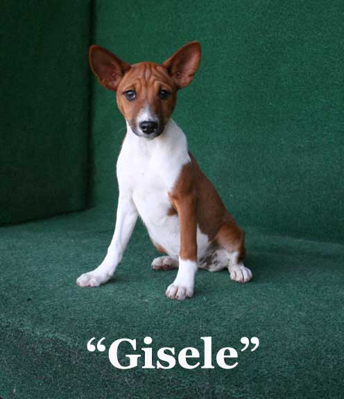 basenji puppy cost available basenji pups basenji puppy cost available basenji pups